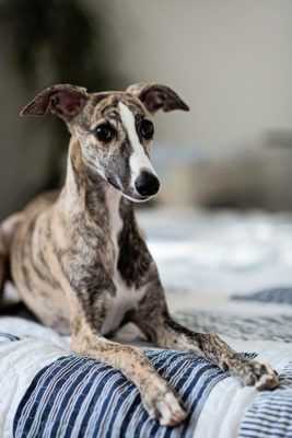 Whippet