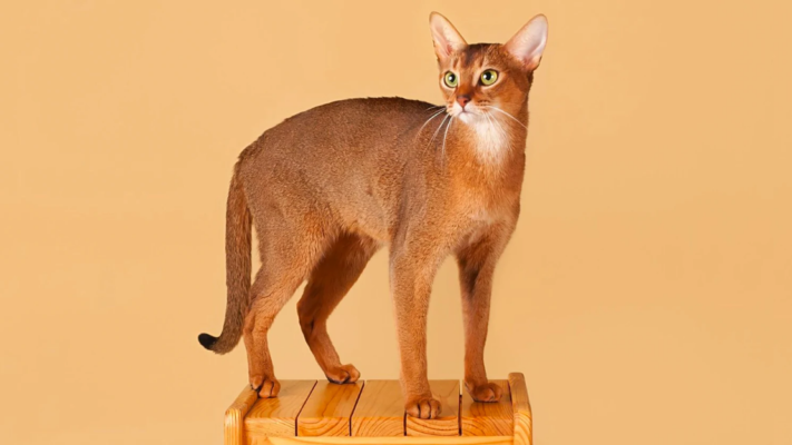 Abyssinian