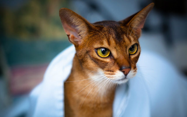 Abyssinian