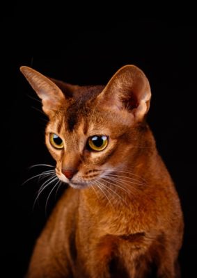 Abyssinian