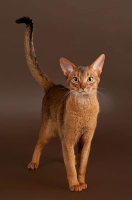 Abyssinian