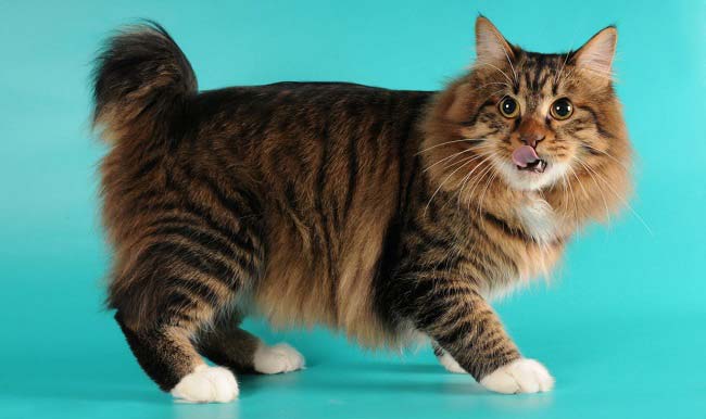 American Bobtail Longhair