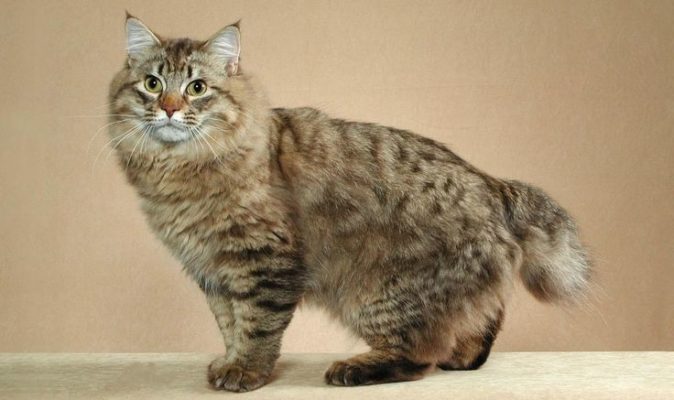 American Bobtail Longhair