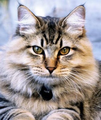 American Bobtail Longhair