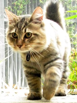 American Bobtail Longhair