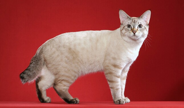 American Bobtail Shorthair