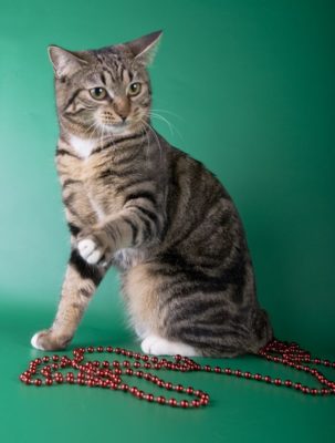 American Bobtail Shorthair