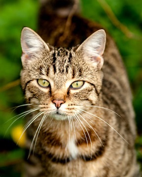 American Bobtail Shorthair