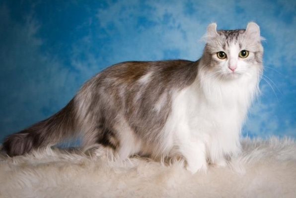 American Curl Longhair