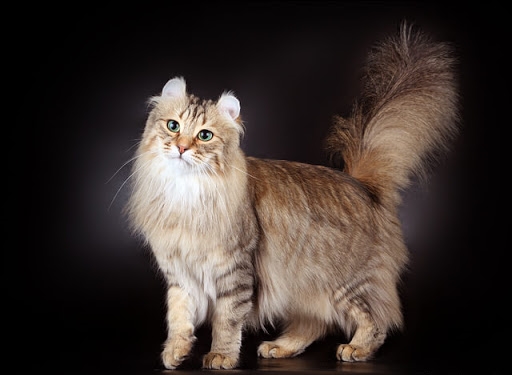 American Curl Longhair