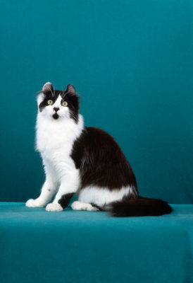 American Curl Longhair