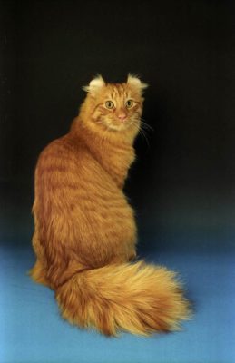 American Curl Longhair