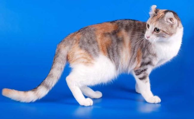American Curl Shorthair
