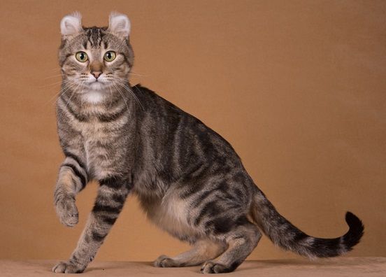American Curl Shorthair