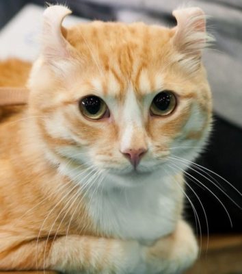 American Curl Shorthair