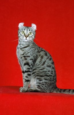 American Curl Shorthair