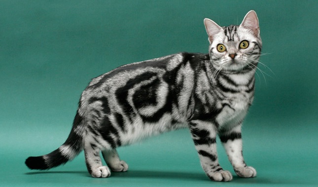 American Shorthair