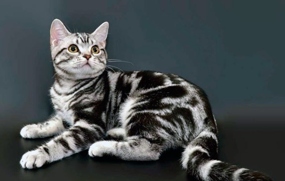 American Shorthair