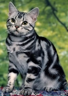 American Shorthair