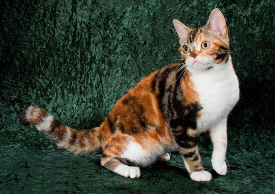 American Wirehair
