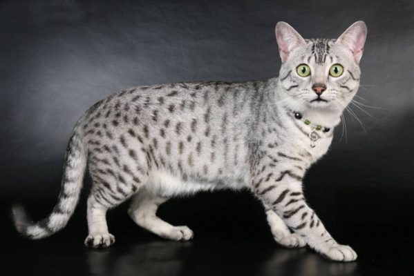 Arabian Mau