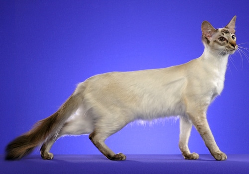 Balinese Cat