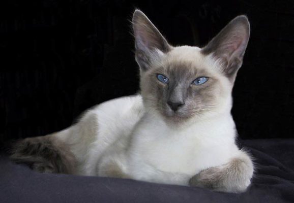 Balinese Cat