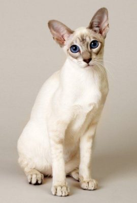 Balinese Cat