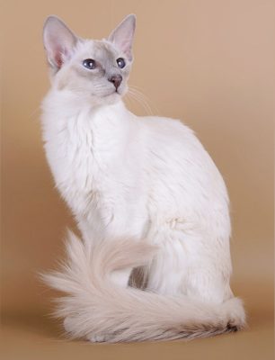 Balinese Cat