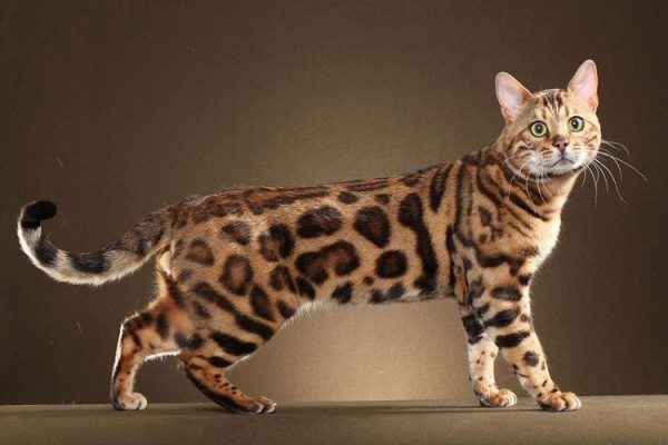 Bengal Cat