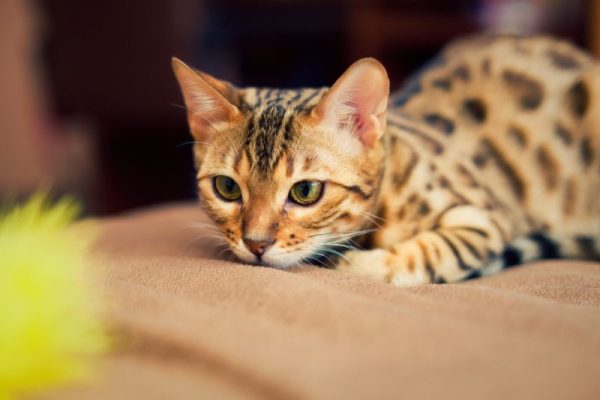 Bengal Cat