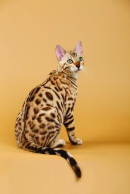 Bengal Cat