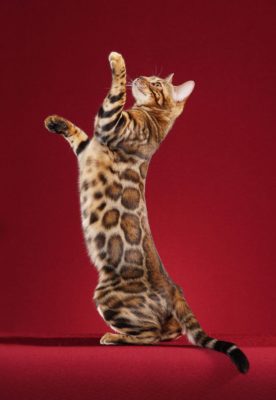 Bengal Cat