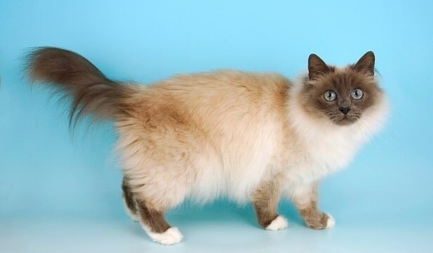 Birman