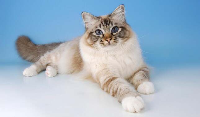 Birman
