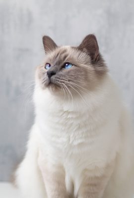 Birman