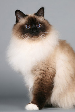 Birman