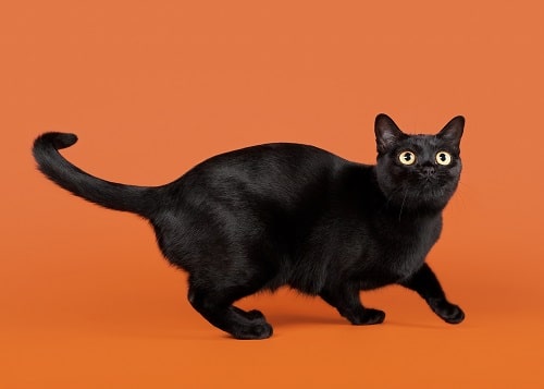 Bombay Cat