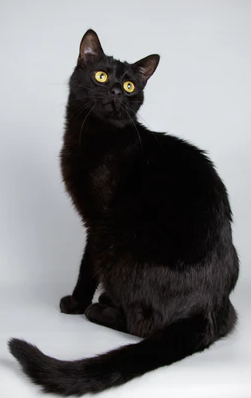 Bombay Cat
