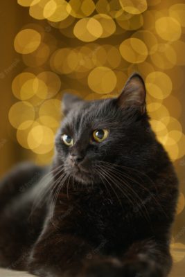 Bombay Cat