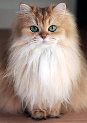 British Longhair