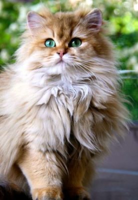 British Longhair