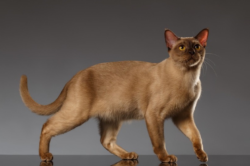 Burmese Cat