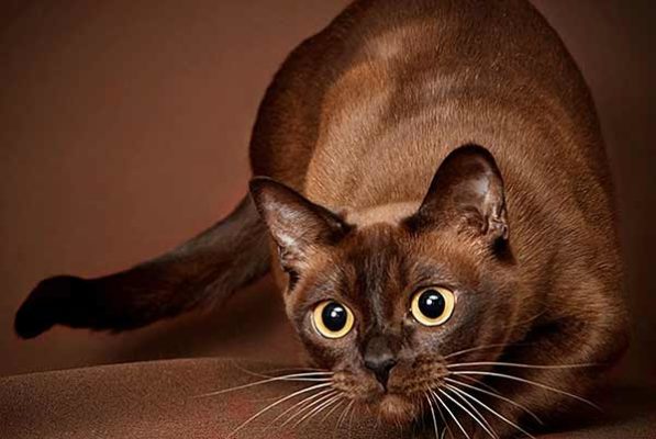 Burmese Cat