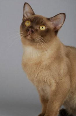 Burmese Cat