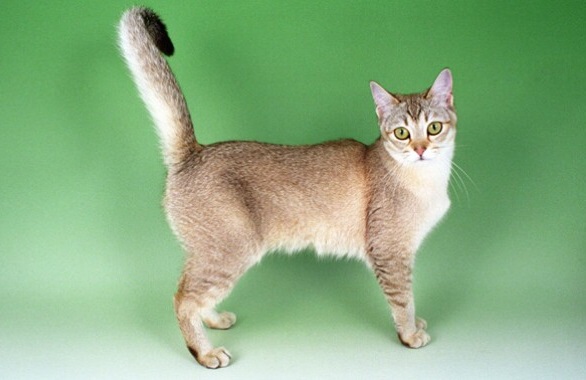 Burmilla Shorthair