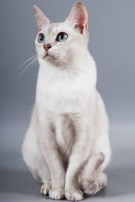Burmilla Shorthair