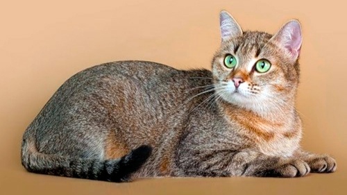 Celtic Shorthair (European Shorthair)