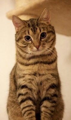 Celtic Shorthair (European Shorthair)