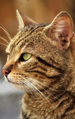 Celtic Shorthair (European Shorthair)